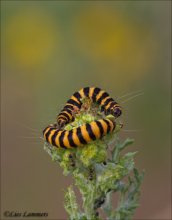  Cinnabar Moth - Sint Jacobsvlinder - Tyria jacobaeae