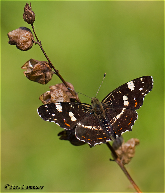 Map Butterfly - Landkaartje - Araschinia levana