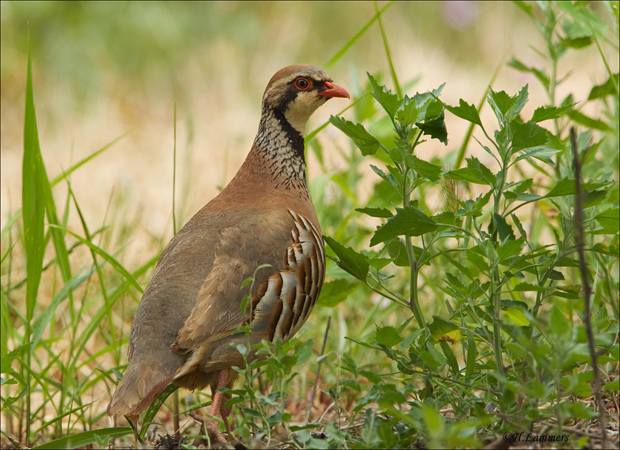 Red-legged Partridge - Rode Patrijs - Alectoris rufa 