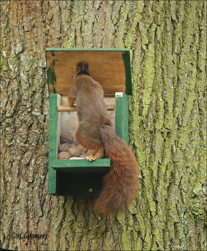 Red Squirre- Eekhoorn - Sciurus Vulgaris