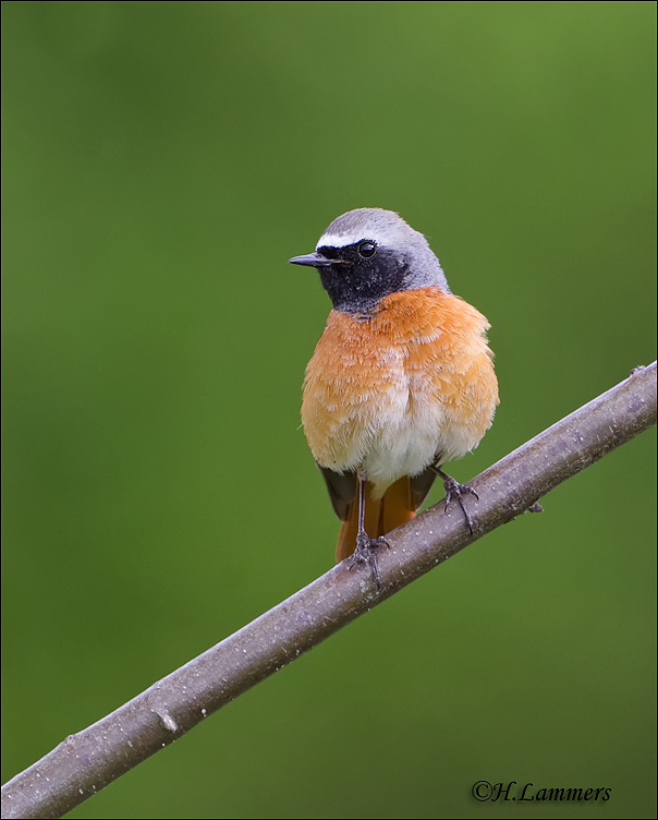 Common Redstart - Gekraagde Roodstaart - Phoenicurus phoenicurus