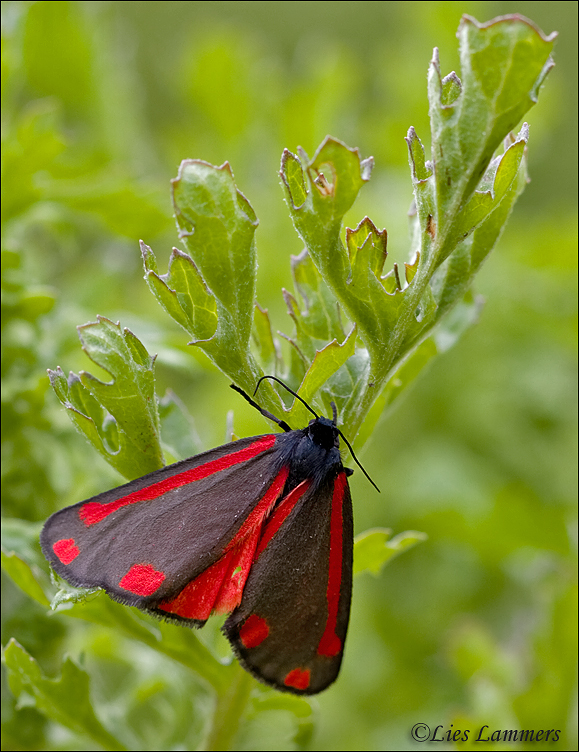 Cinnabar Moth - Sint Jacobsvlinder - Tyria jacobaeae