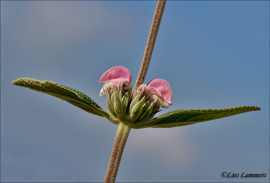 Purple Phlomis - Brandkruid - Phlomis purpurea - subsp. caballeroi