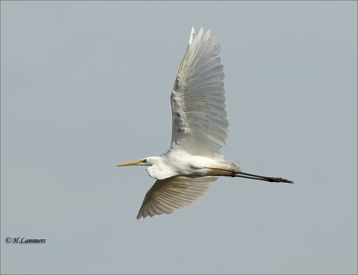 Great Egret - Grote Zilverreiger -  Ardea alba 