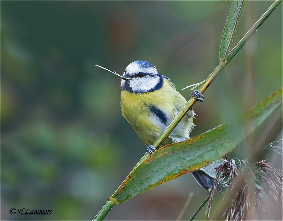 Eurasian Blue Tit - Pimpelmees - Cyanistes caeruleus