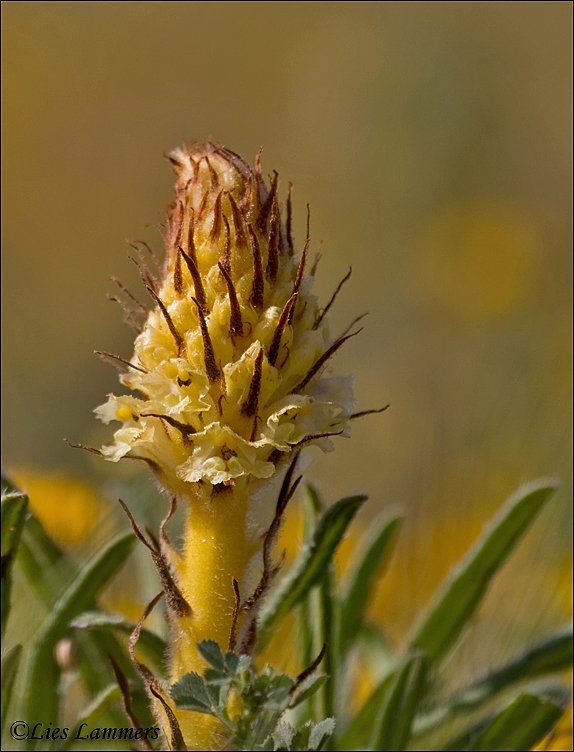 Browme rape - Bremraap - Orobanche variegata