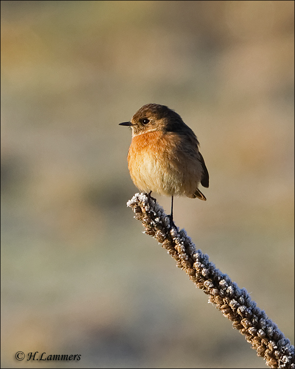 European Stonechat - Roodborsttapuit - Saxicola rubicola