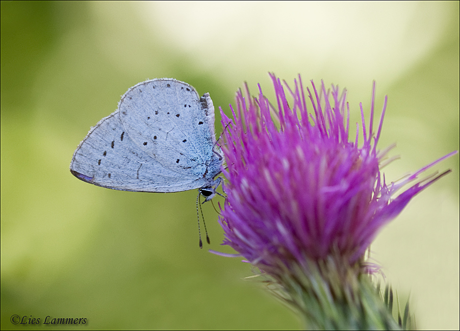 Holly blue - Boomblauwtje - Celastrina argiolus