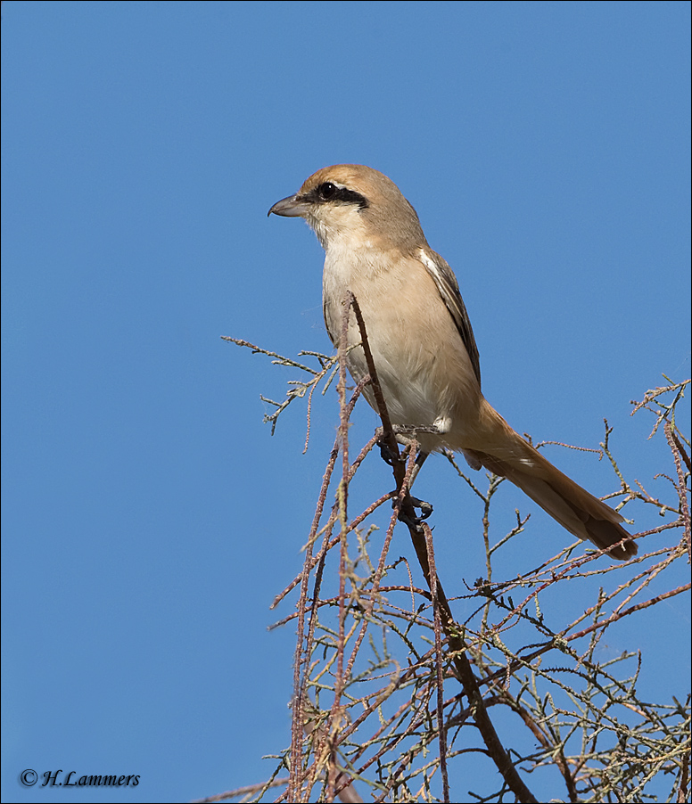 Isabelline Shrike - Daurische Klauwier - Lanius isabellinus