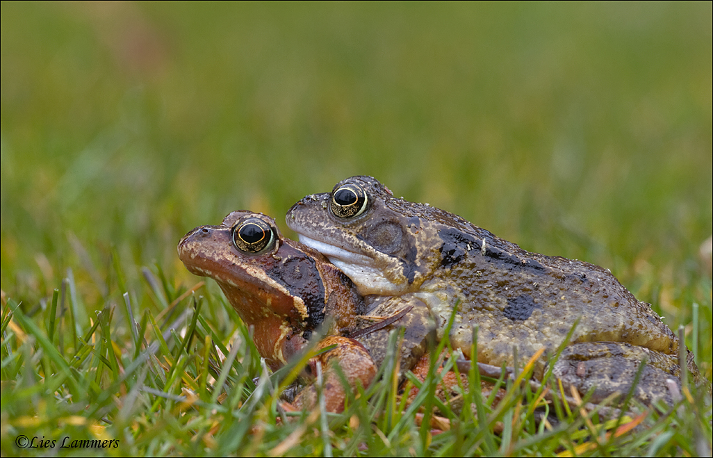 Common Frog - Bruine kikker - Rana temporaria