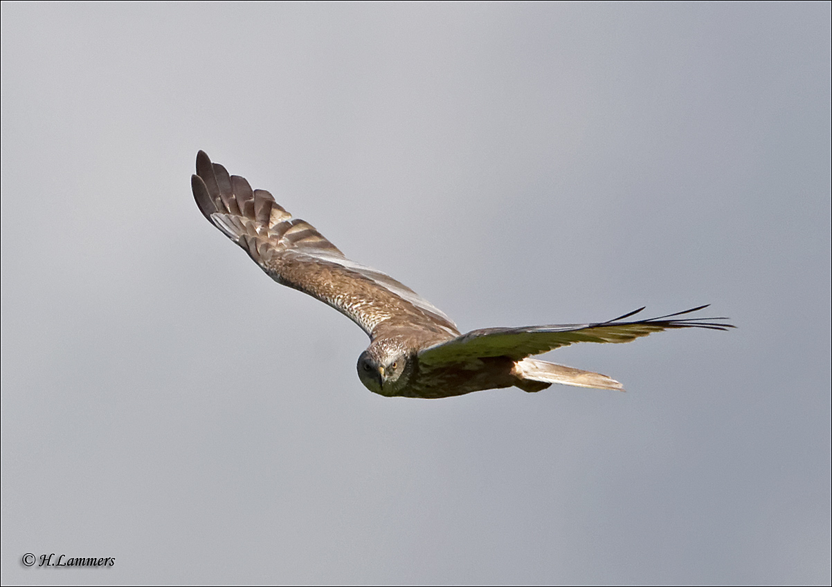 Western Marsh Harrier - Bruine Kiekendief - Circus aeruginosus