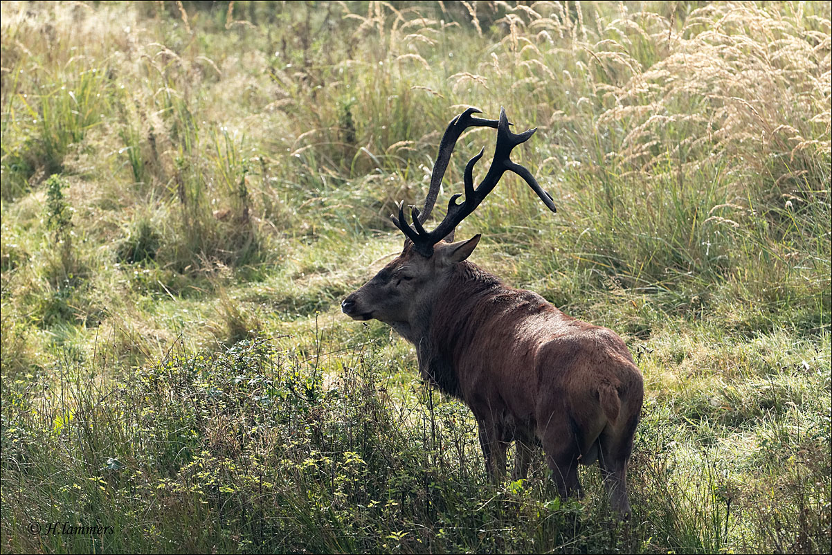 Red deer -Edelhert - Cervus elaphus