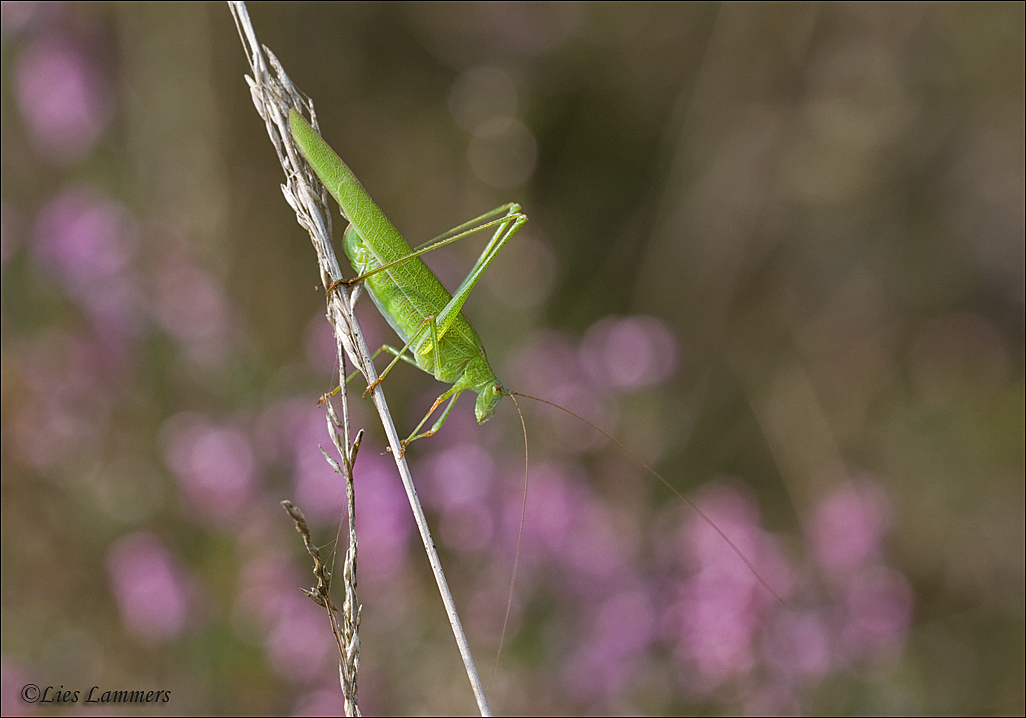 Sickle-bearing bush-cricket - Sikkelsprinkhaan - Phaneroptera falcata