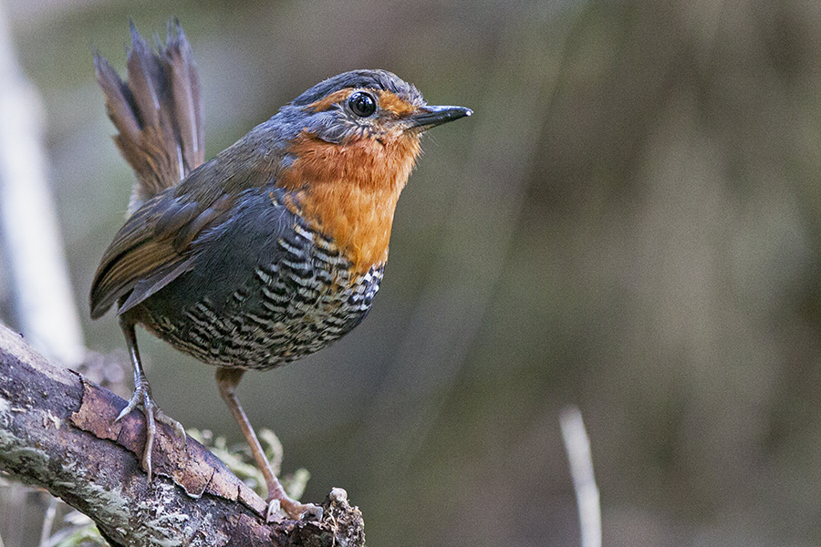 Chucao