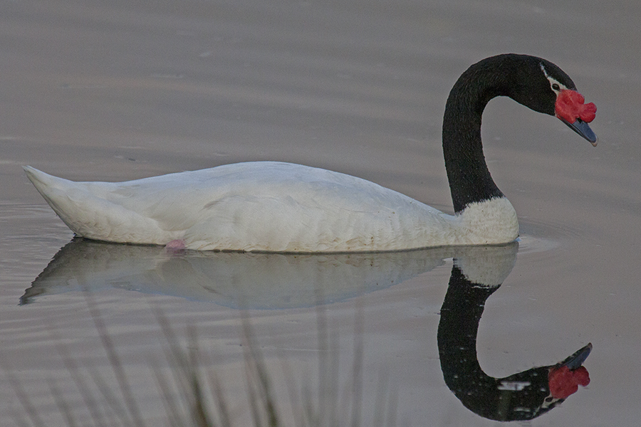 Cisne de cuello negro