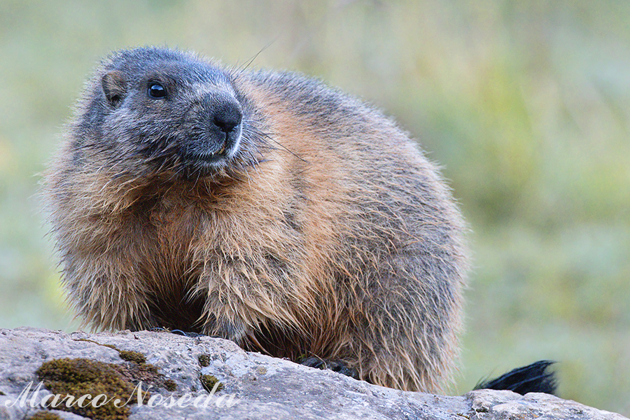 Marmotta