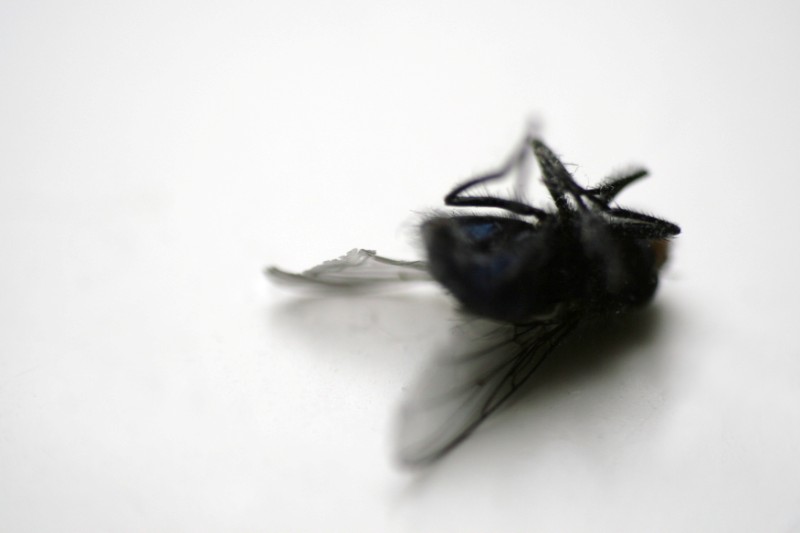 flew