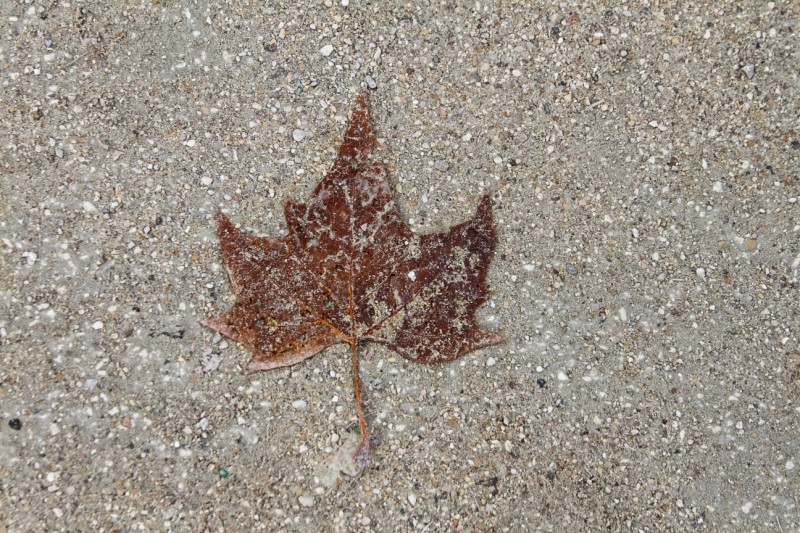 leaf