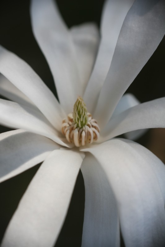 Magnolia
