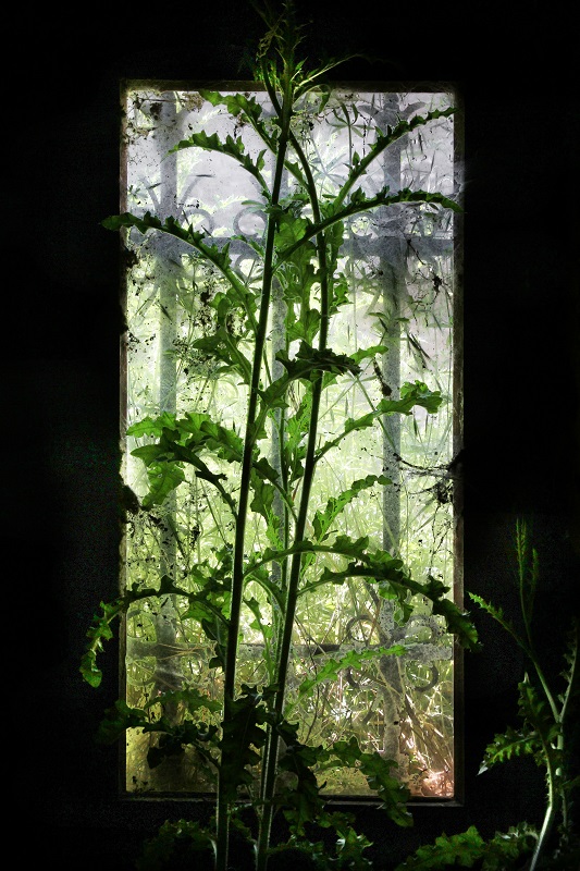 cellar window @ Seraing-le-Chteau