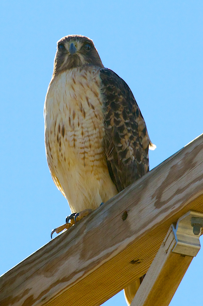 2013-01030-AP-DS.jpg