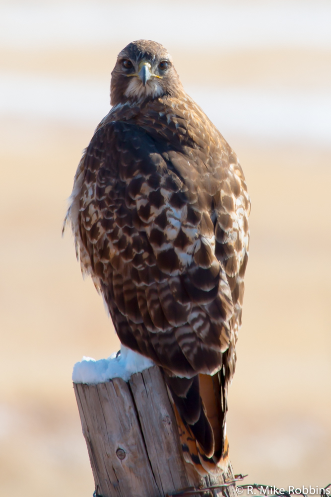 2013-01134-LR-DS.jpg