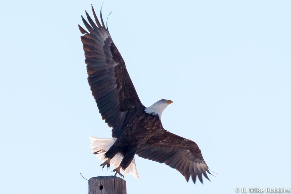 2013-01155-LR-DS.jpg
