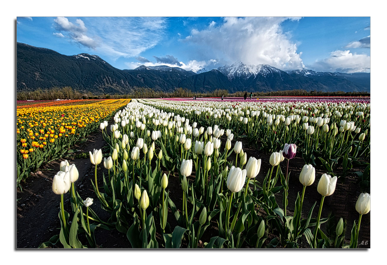 Agassiz Tulip Festival 2015