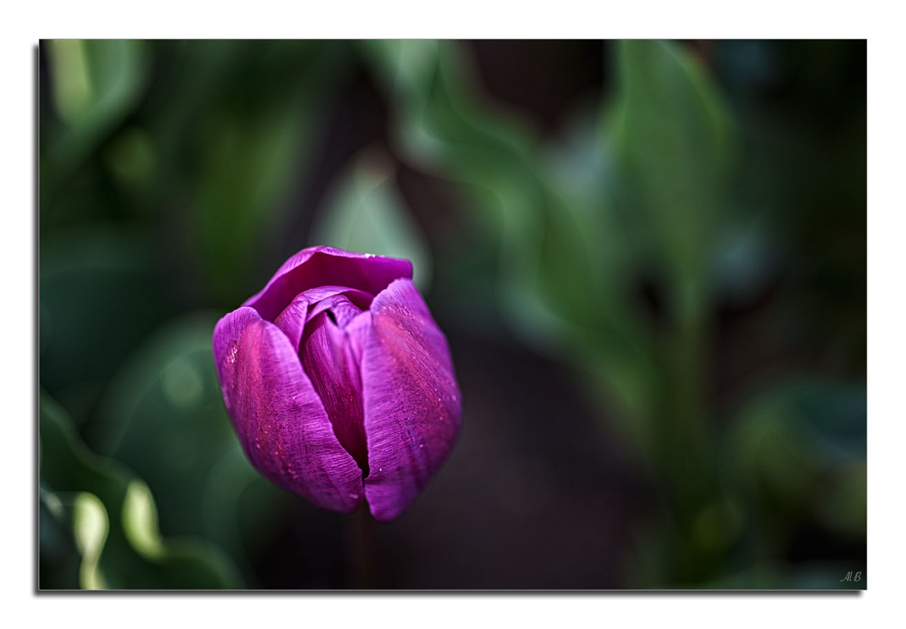 Tulip Festival PT. 3