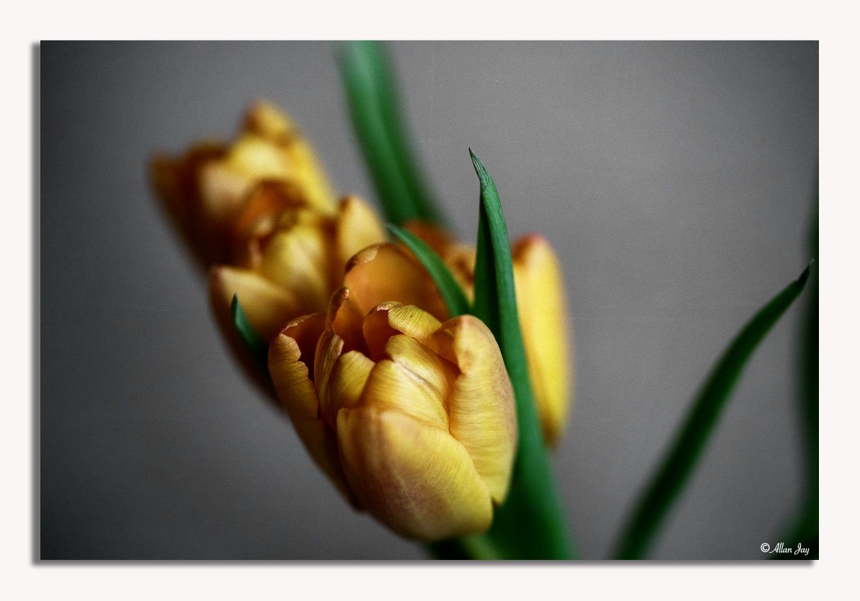 First Signs of Spring...