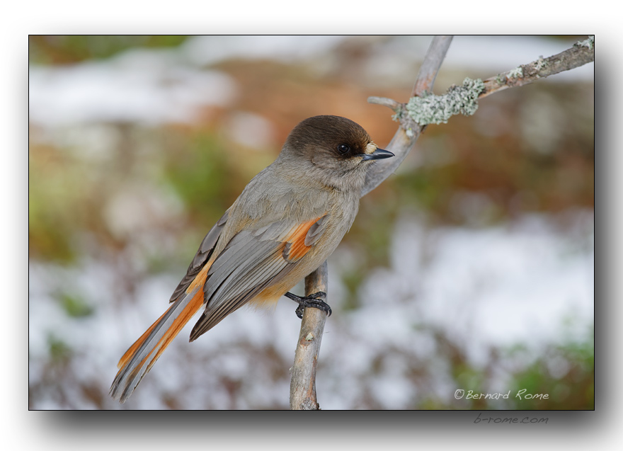 msangeai- siberian jay