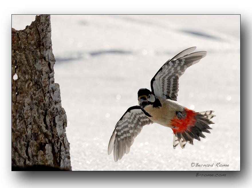 pic epeiche  latterrissage-landing of the great spotted woodpecker 