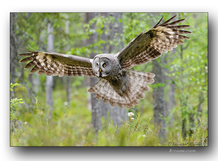 Chouette lapone  latterrissage. Great gray owl landing 