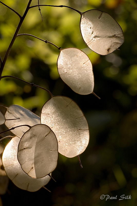 Silver Leaves