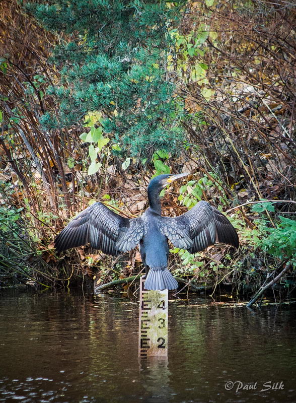 Cormorant