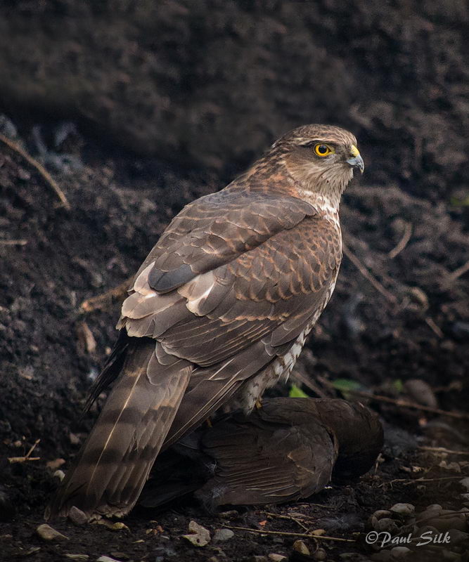 Sparrow Hawk