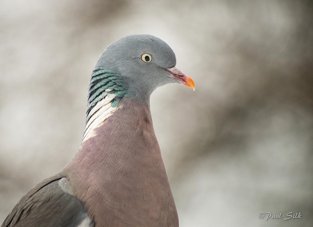 Portrait Of A Wood Pidgeon