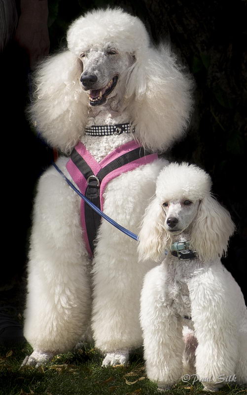 Little and Large