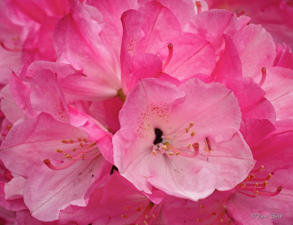 Pink Rhododendron