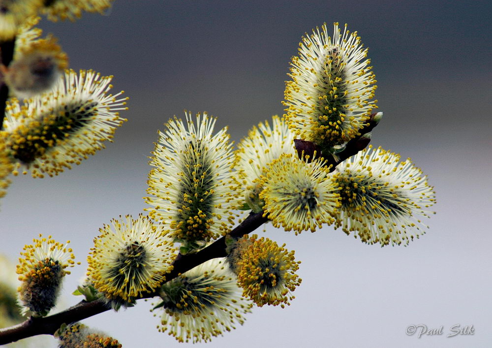 Spring Catkins