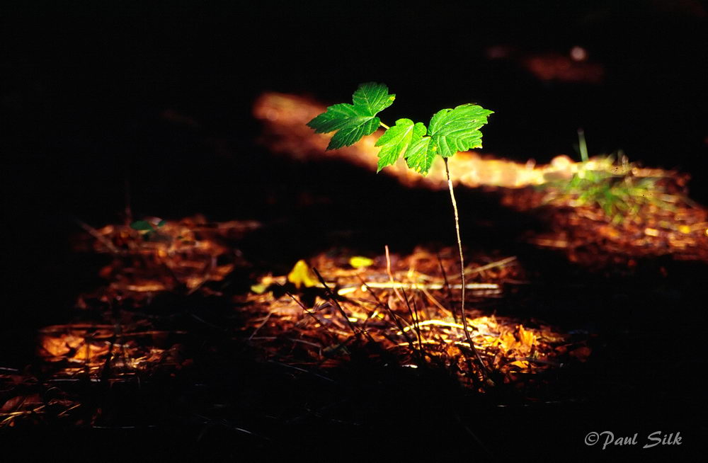 Renewal
