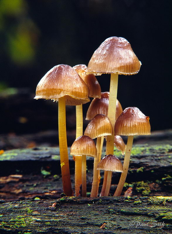 Mycena sp