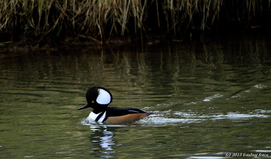 Male Hooded Merganser
