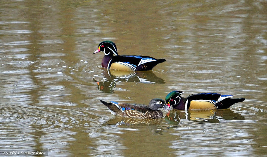 Wood Duck Love