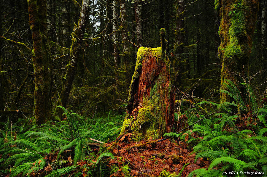 Beauty In The Forest