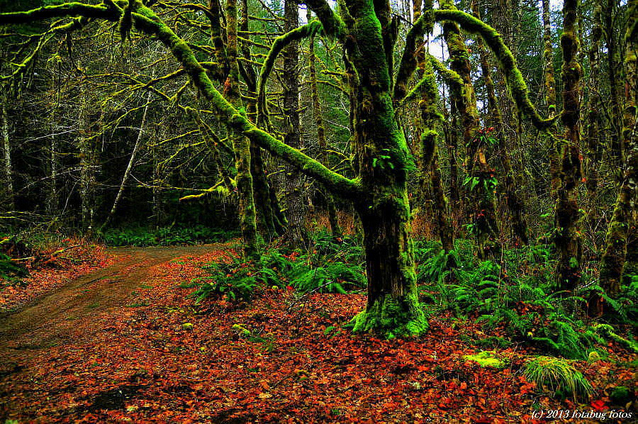 Waiting for You in the Forest!