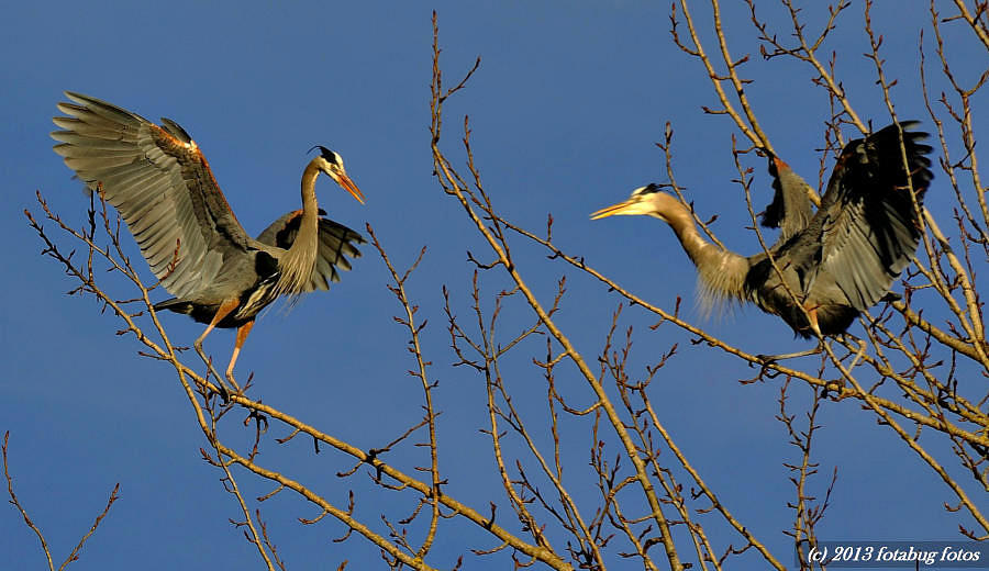 Courtship