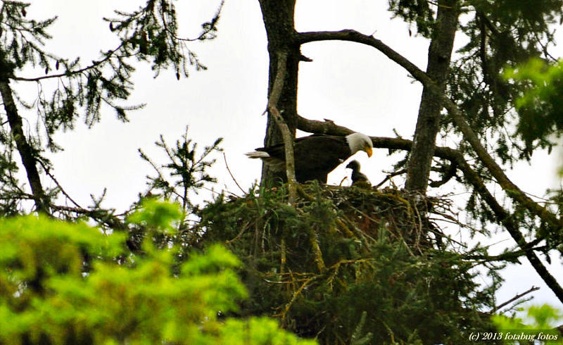 Bald Eagle and Baby