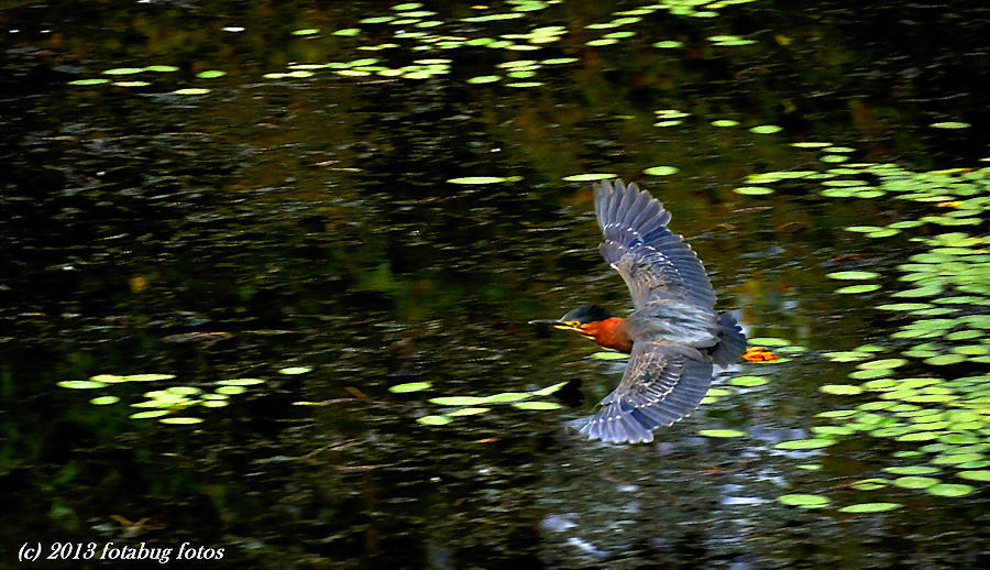 Flying Low Over Delta Ponds