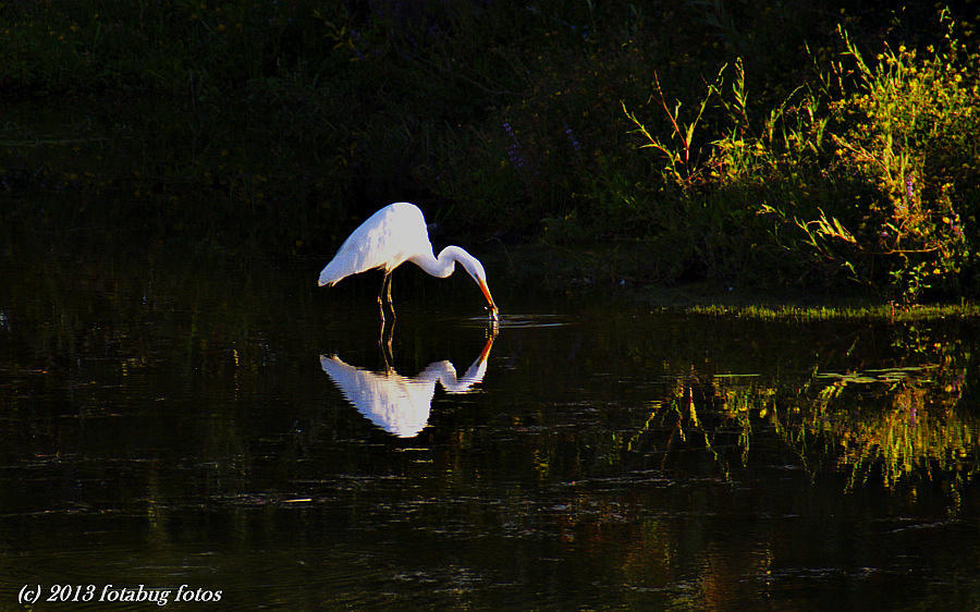 Great White Egret, Great Fisher!